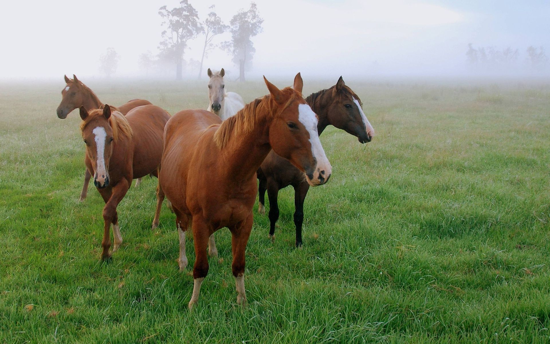 horses mammal horse mare pasture hayfield grass cavalry farm animal field stallion equine agriculture equestrian grassland livestock mane foal rural herd