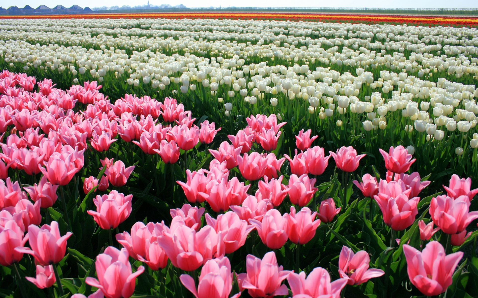 Тюльпаны голандия поле Tulips Holland field скачать