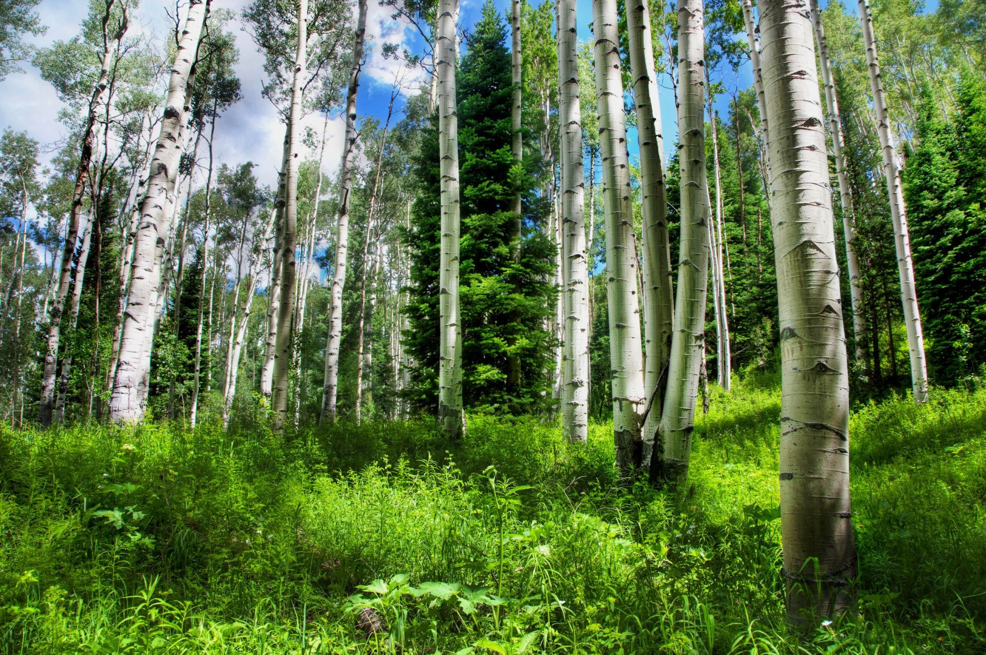 estate legno natura paesaggio albero ambiente foglia betulla flora tronco all aperto lussureggiante corteccia selvaggio bel tempo parco ecologia rurale stagione