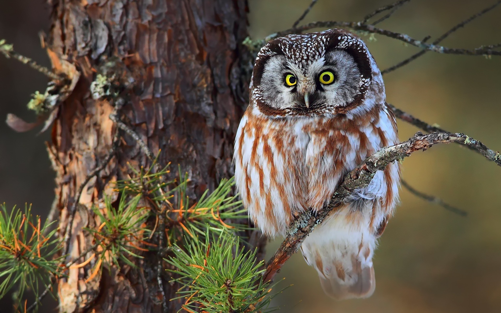 owl nature bird tree wildlife animal wild wood outdoors