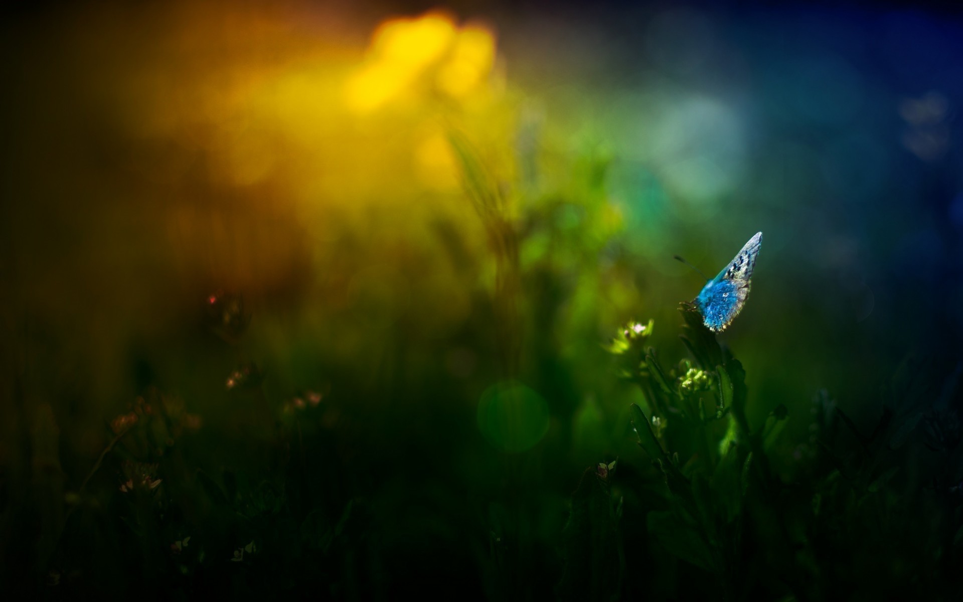 insetti erba alba fiore fieno campo sole luce paesaggio natura sfocatura bel tempo giardino estate all aperto flora tramonto pascolo prato cielo farfalla fiori