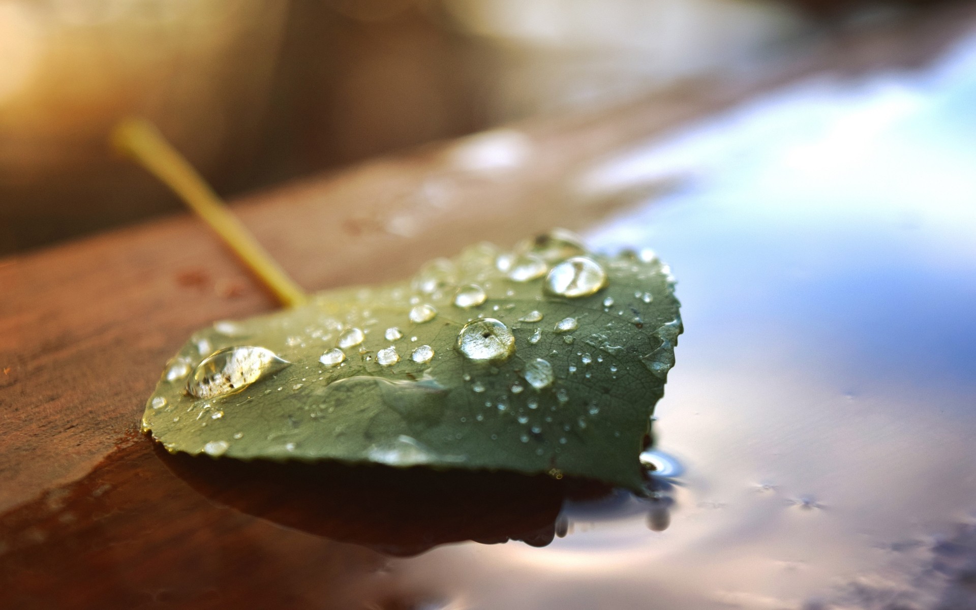 piante acqua caduta pioggia sfocatura natura bagnato foglia cibo gocce