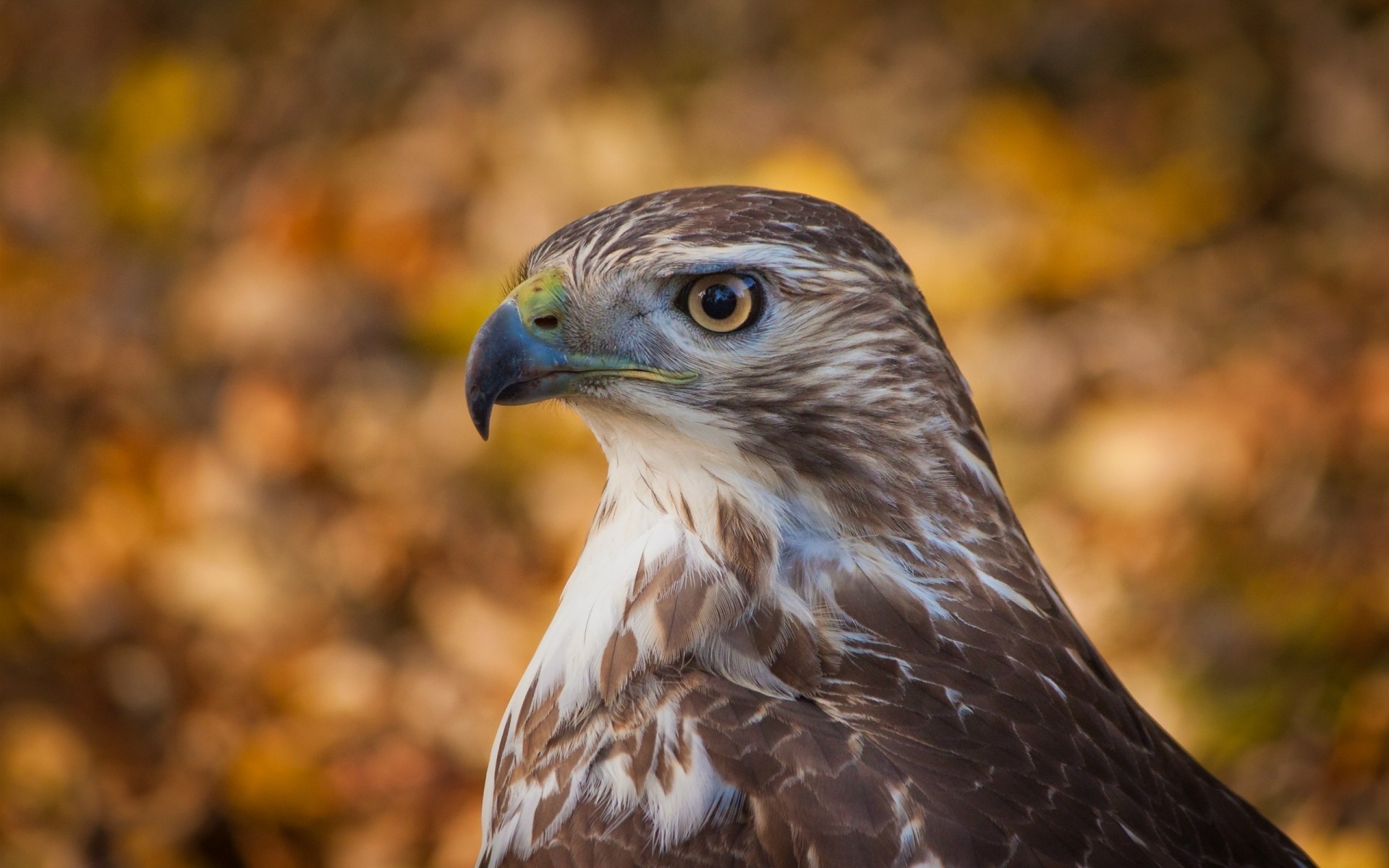 ptaki drapieżne raptor orzeł ptak dzika przyroda hawk zdobycz sokolnictwo sokół natura pióro drapieżnik dziób zwierzę myśliwy łysy orzeł majestatyczny oko avian na zewnątrz