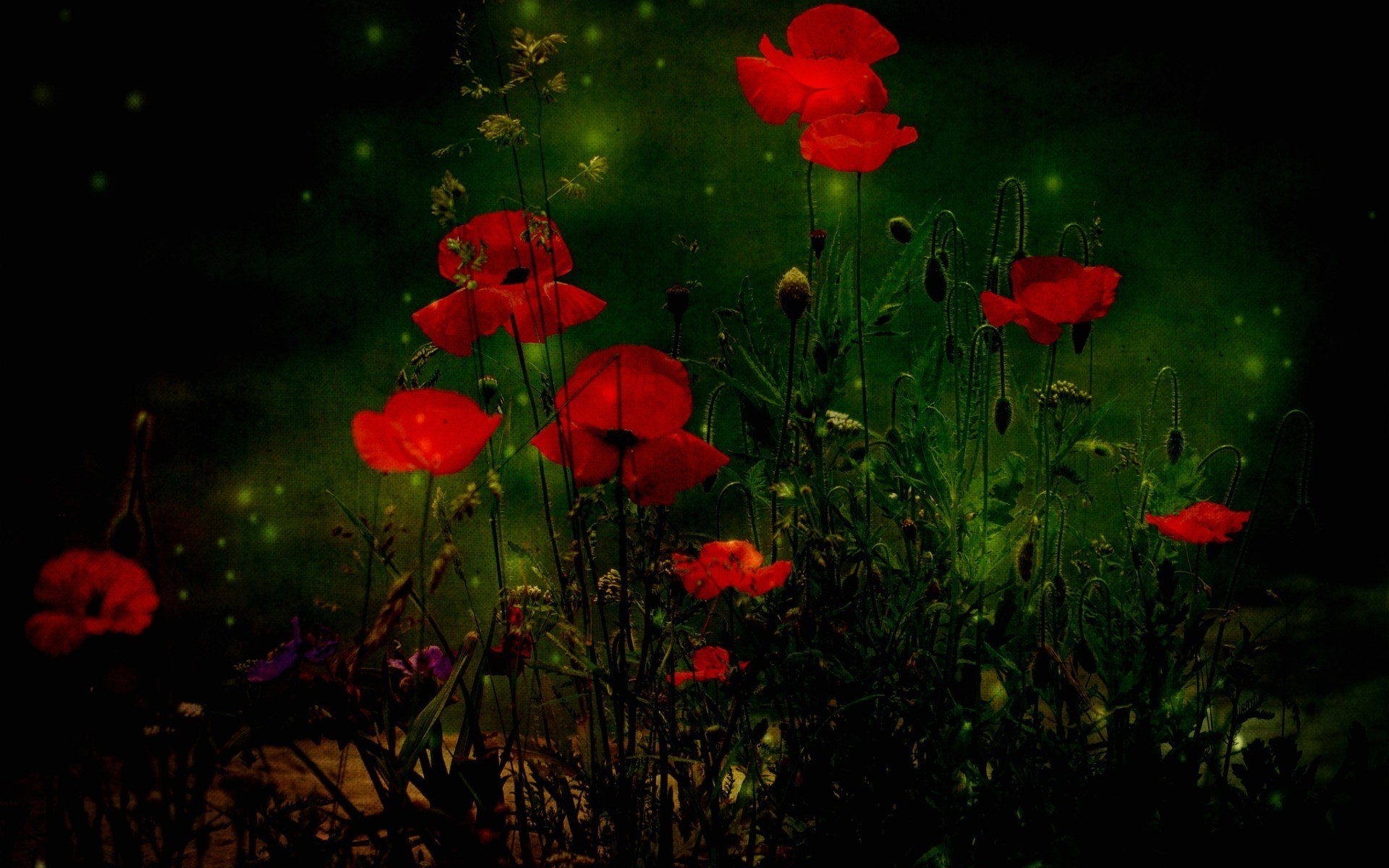 flowers flower poppy flora nature garden color field leaf grass hayfield summer season floral blooming outdoors growth poppies