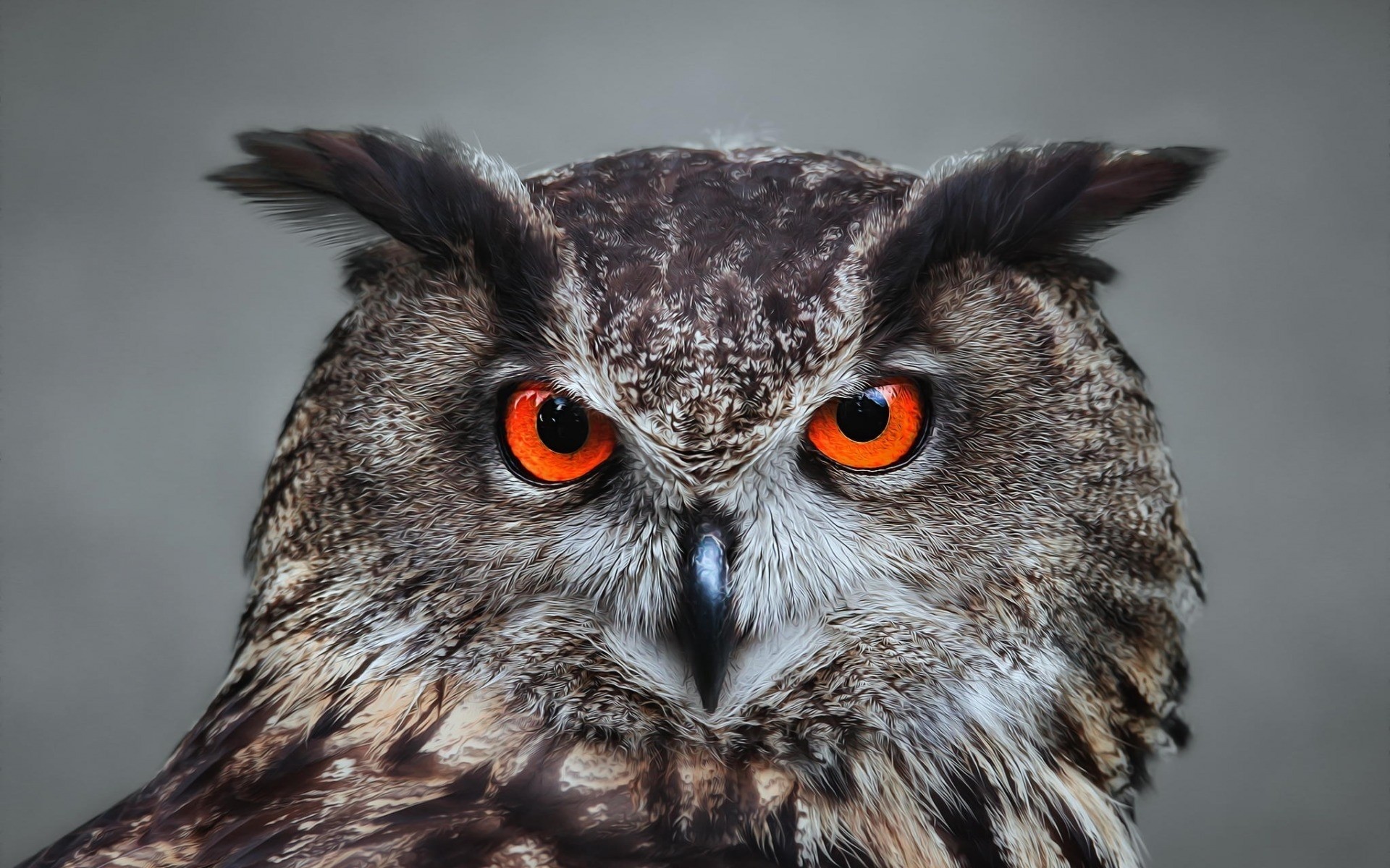 eule raptor vogel tierwelt porträt beute tier adler auge feder schnabel jäger falknerei natur raubtier luftfahrt wild weise