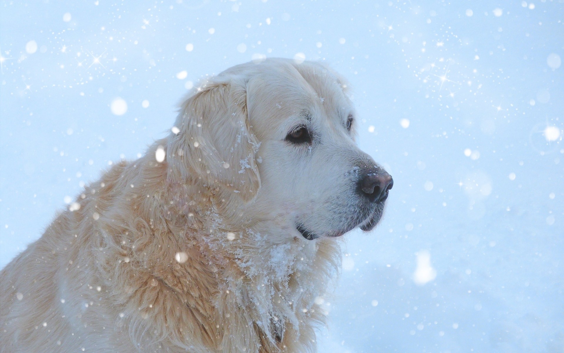 hunde schnee winter ein kälte porträt säugetier hund haustier niedlich im freien natur hundespezialist golden retriever