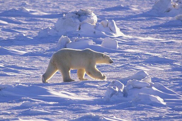 Orso polare nella neve da qualche parte in fretta