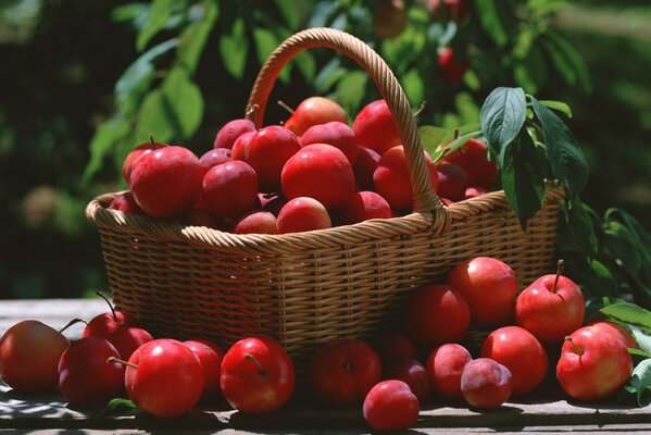 Wie lecker der Sommer aussieht