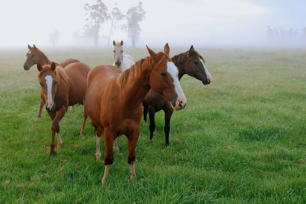 Pastagem com belos cavalos jovens