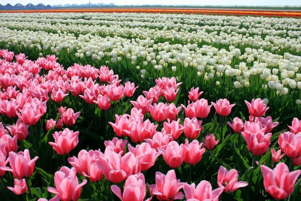 Ein Feld aus rosa, weißen, orangefarbenen Tulpen