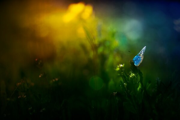 Dawn insect flower in the grass