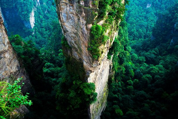 Árvores no fundo de uma paisagem de montanha