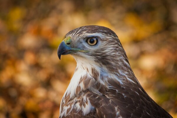 Der Adler ist ein Greifvogel