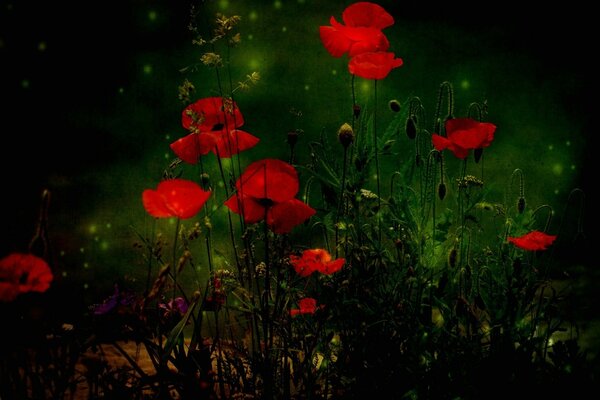 Mesmerizing poppies on a dark background