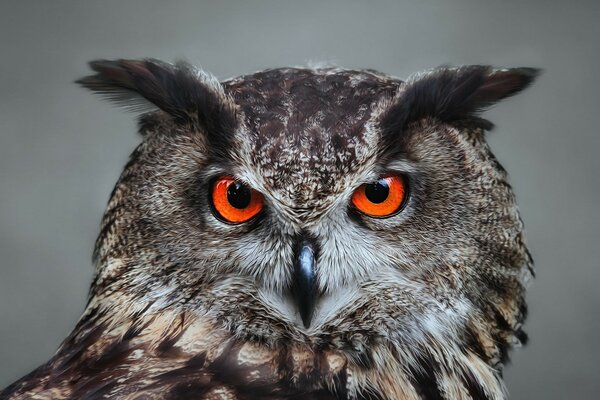 The unblinking gaze of an owl in close-up