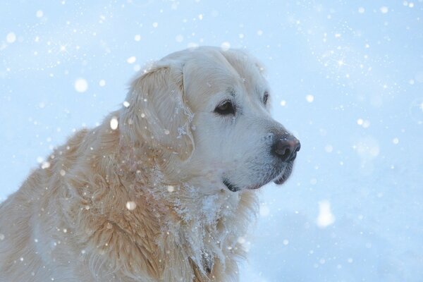 Portrait of a white mammal dog on a snow background