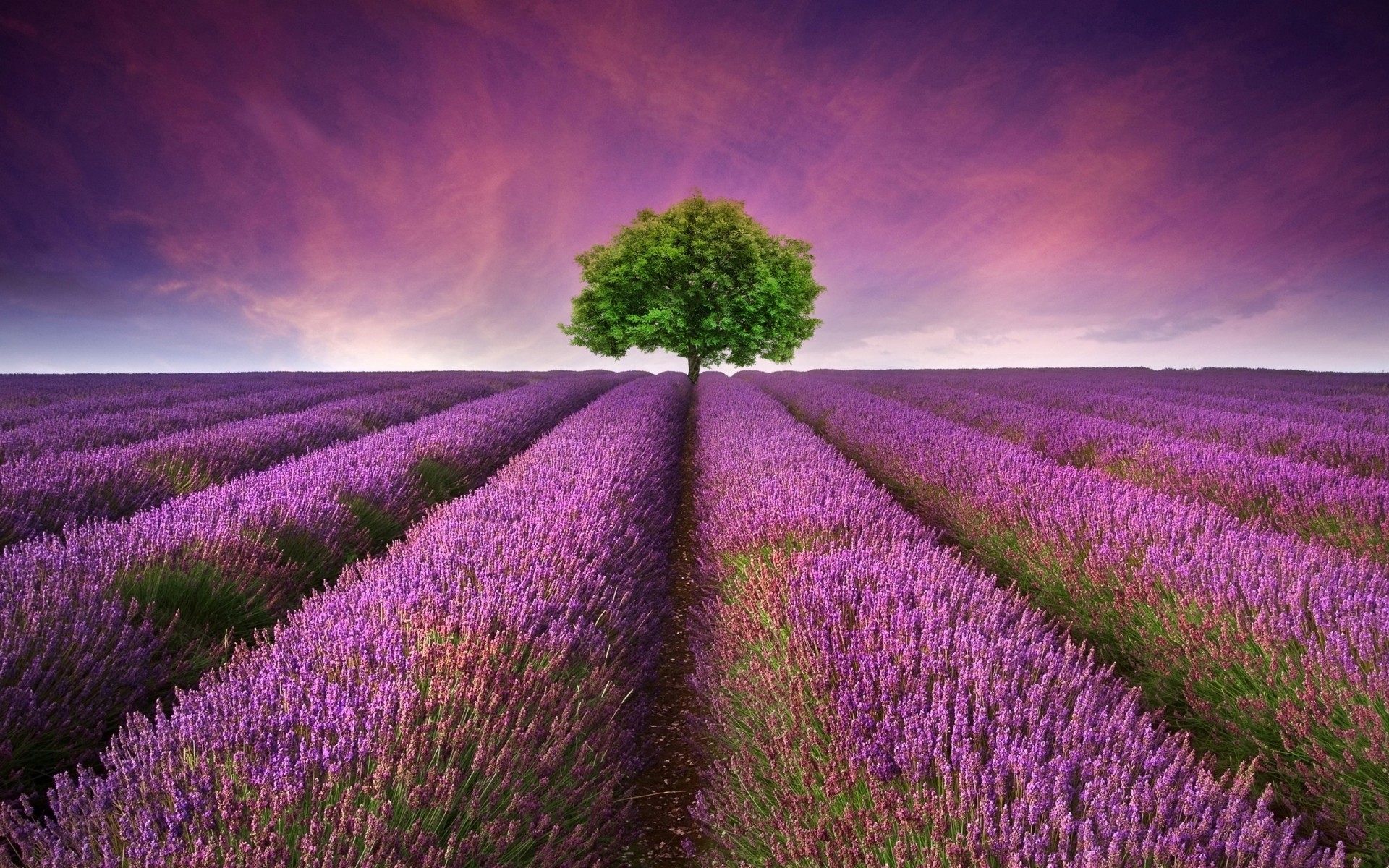 flowers flower landscape nature outdoors field lavender growth summer agriculture countryside rural sunset flora sky abundance farm cropland color tree