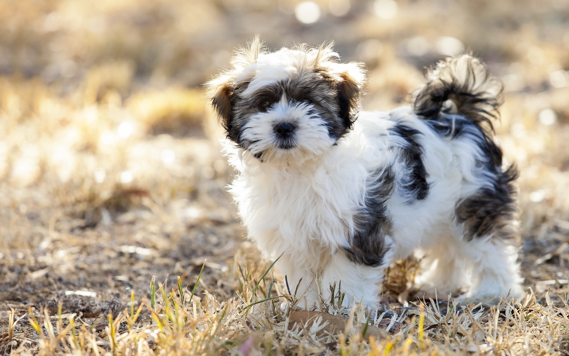 chien animal chien mignon mammifère nature animal de compagnie peu herbe fourrure à l extérieur portrait cynologue chiot chien moelleux chien mignon