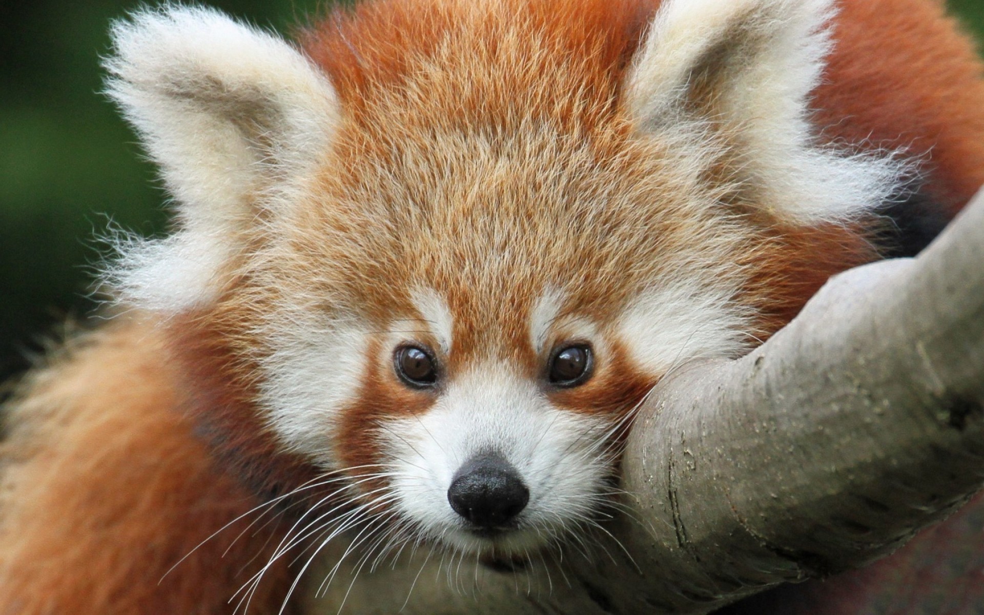 animaux mammifère animal la faune mignon fourrure sauvage nature peu vers le bas renard zoo moelleux portrait panda