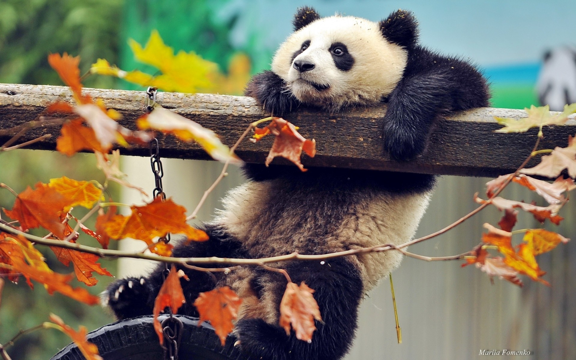 tiere im freien natur säugetier tierwelt herbst panda panda baby-panda