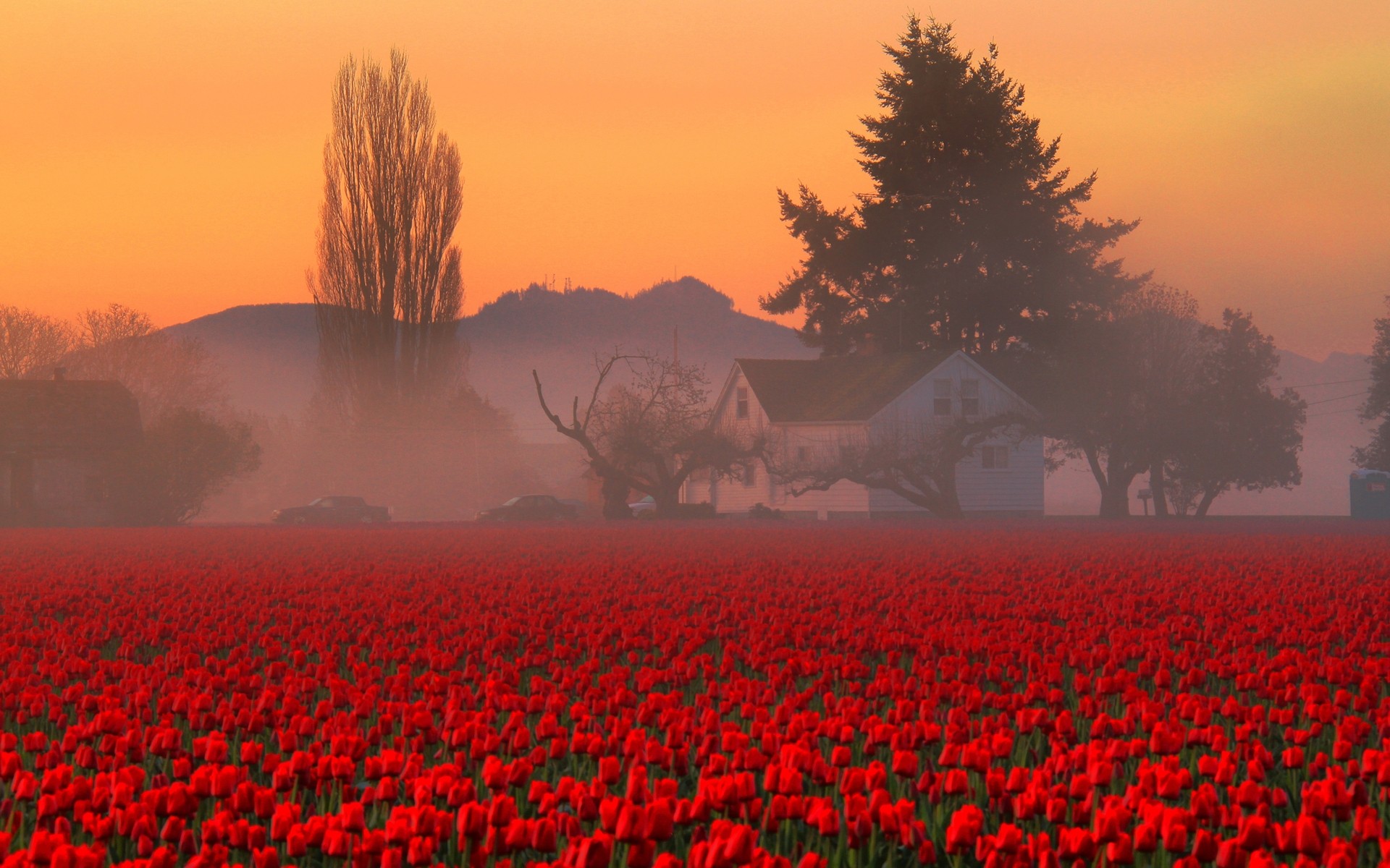 flores paisaje agricultura flor campo poppy puesta del sol granja amanecer al aire libre tierras cultivadas árbol país naturaleza tulipanes tulipanes rojos casa montañas