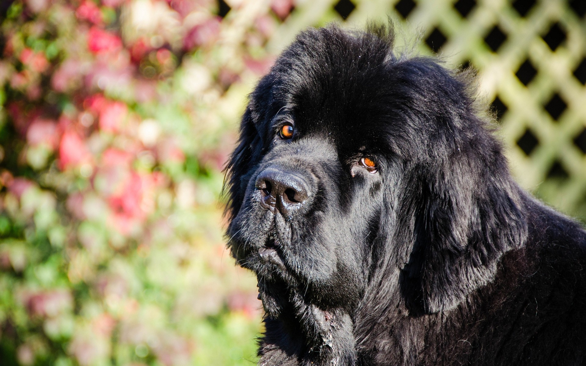 dogs dog animal portrait mammal cute pet canine looking puppy newfoundland