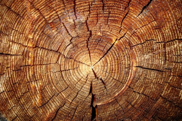 Срубленное старое дерево дровосеками