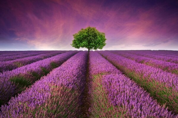 Lavanda púrpura y árbol verde