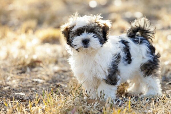 A small fluffy dog under the bright sun