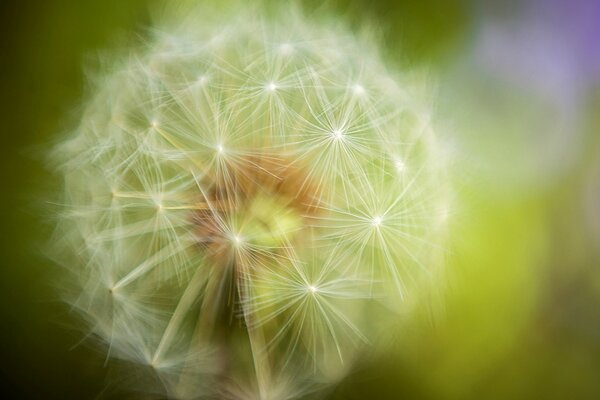 Dandelion in the camera lens up close