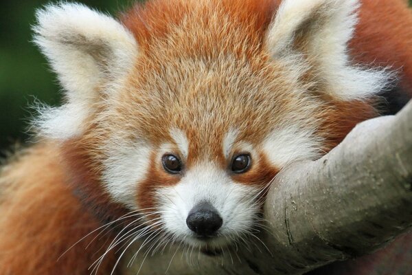 Animale sveglio della fauna selvatica