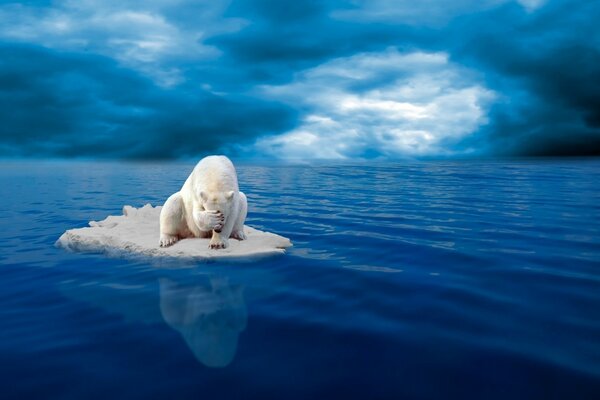 Un oso polar nadando en un témpano de hielo