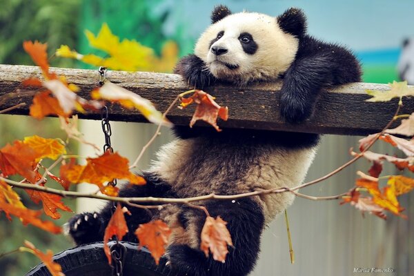 Panda rides on a swing at the zoo