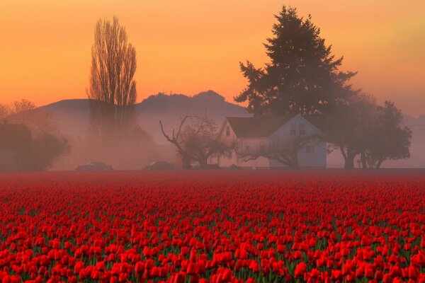 Feld mit roten Blumen auf dem Hintergrund von Bäumen und einem Hügel