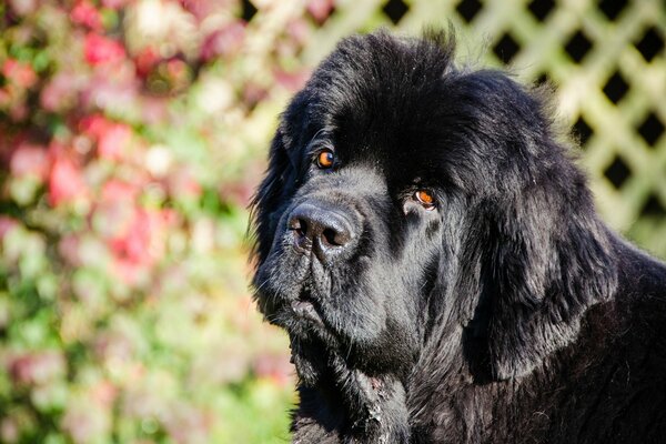 Il cane adulto Nero si siede guarda