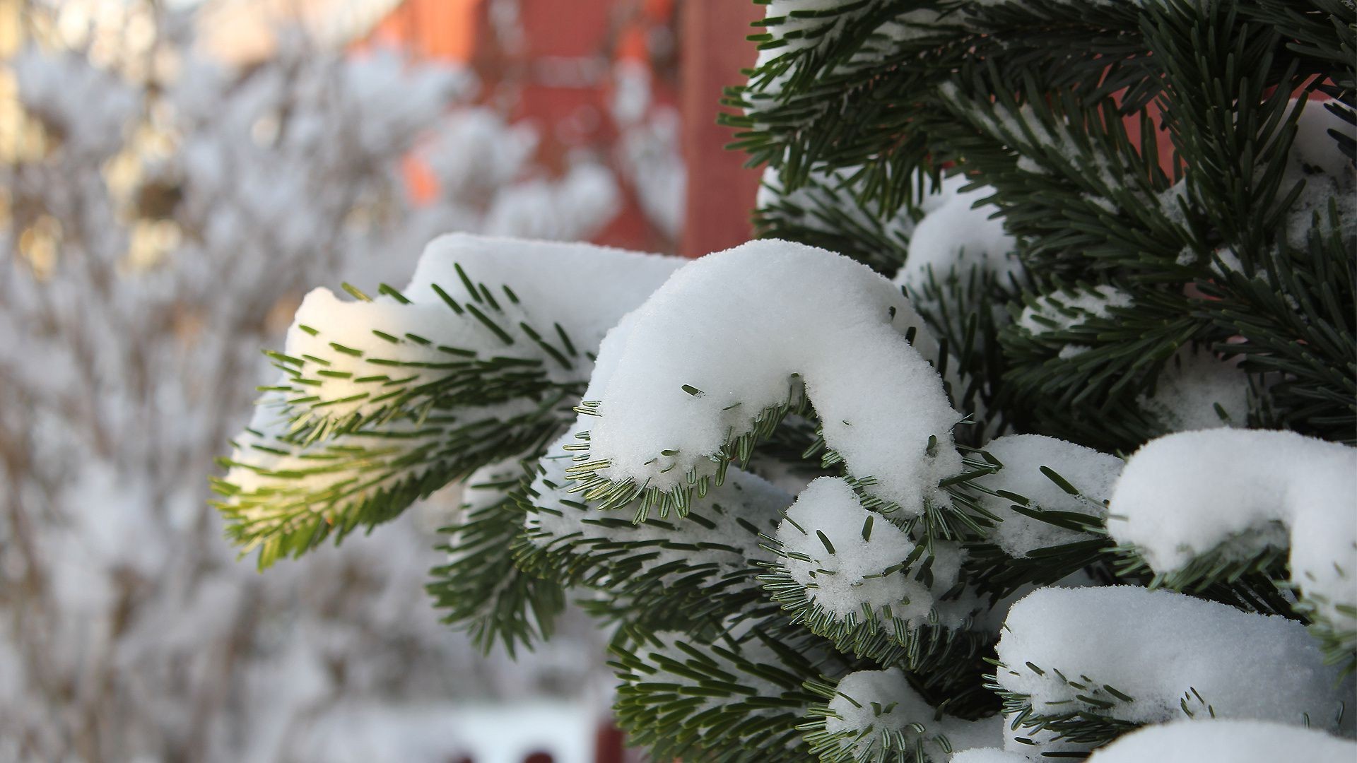 invierno navidad árbol pino abeto abeto aguja vacaciones decoración temporada rama evergreen coníferas nieve árbol de navidad coníferas diseño de interiores merry brilla