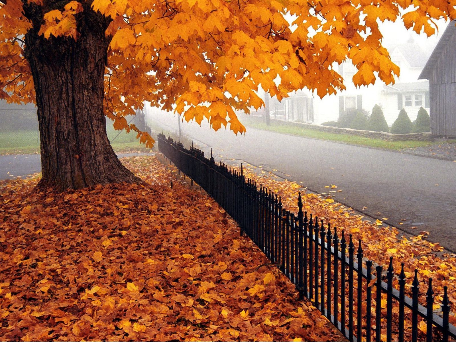 осень осень дерево лист кленовый древесины на открытом воздухе сезон природа пейзаж парк золото изменение дневной свет