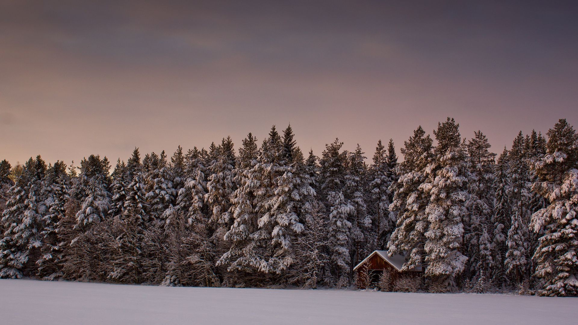 hiver neige bois gel froid bois paysage saison congelé nature météo evergreen scénique à l extérieur glace lumière du jour aube