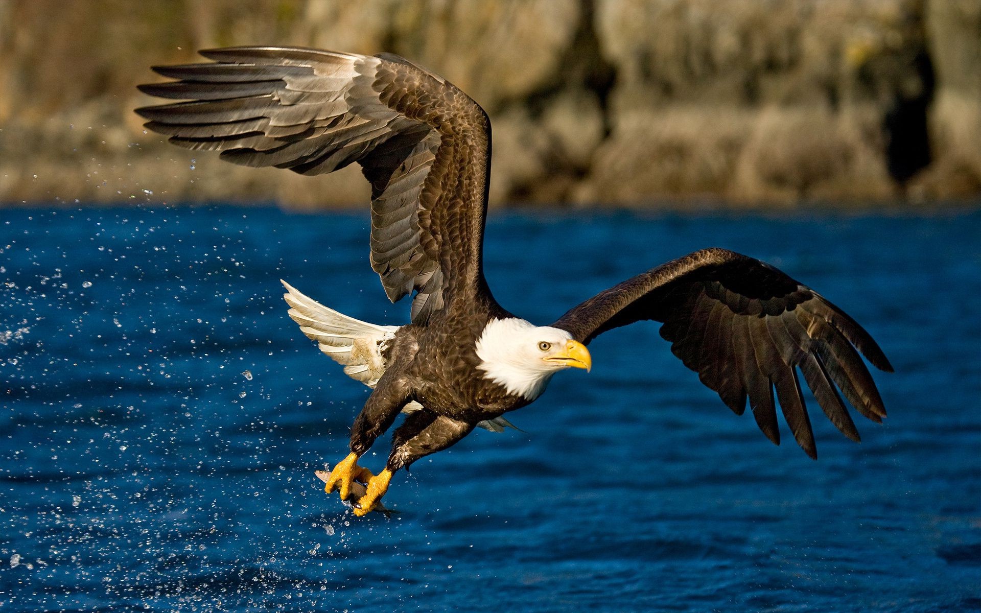 природа животные море птицы орел бесплатно