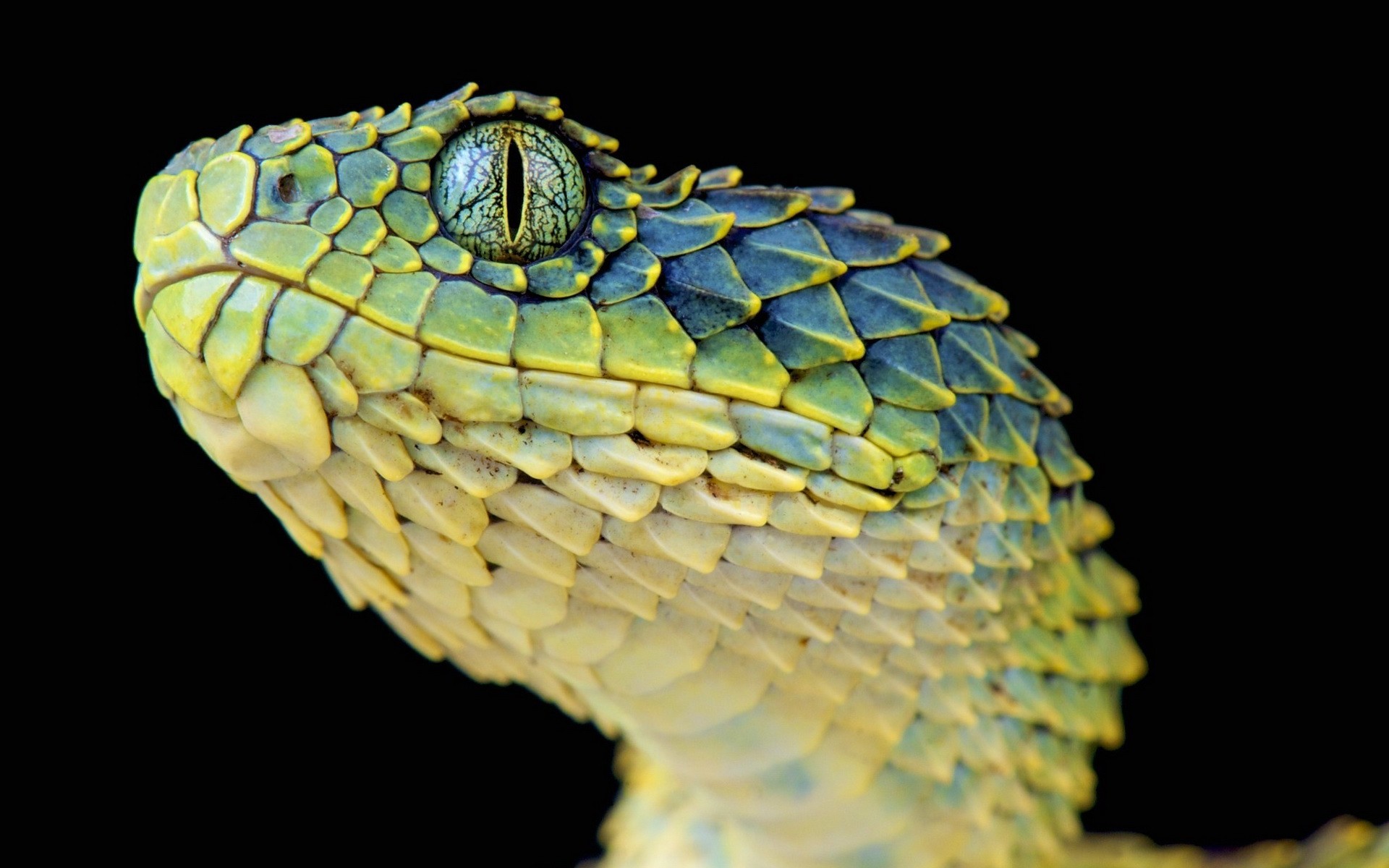 répteis e rãs cobra réptil natureza animal vida selvagem veneno área de trabalho escala sozinho exótico animal de estimação biologia cabeça lagarto cor python perigo viper zoologia