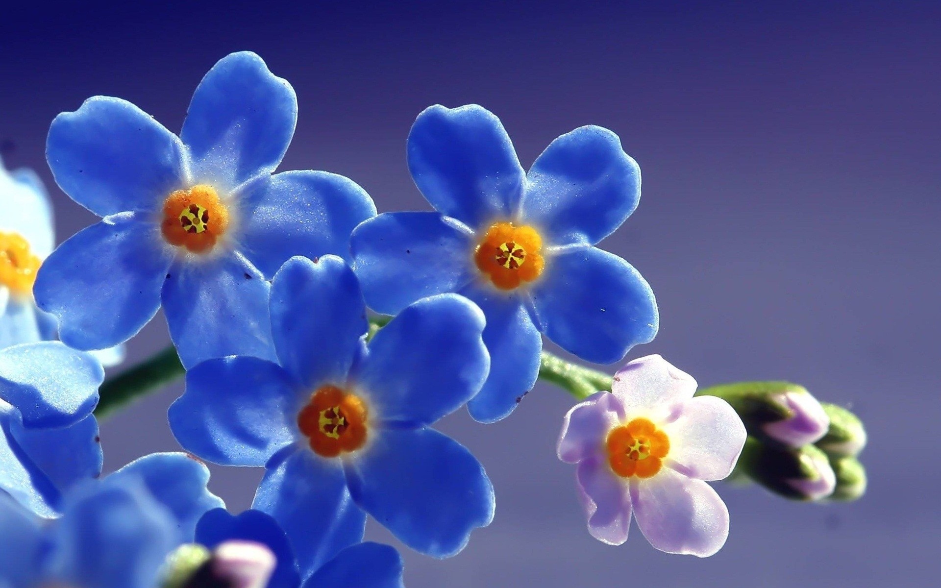 flowers flower nature flora petal summer floral blooming bright color growth forget me not blue