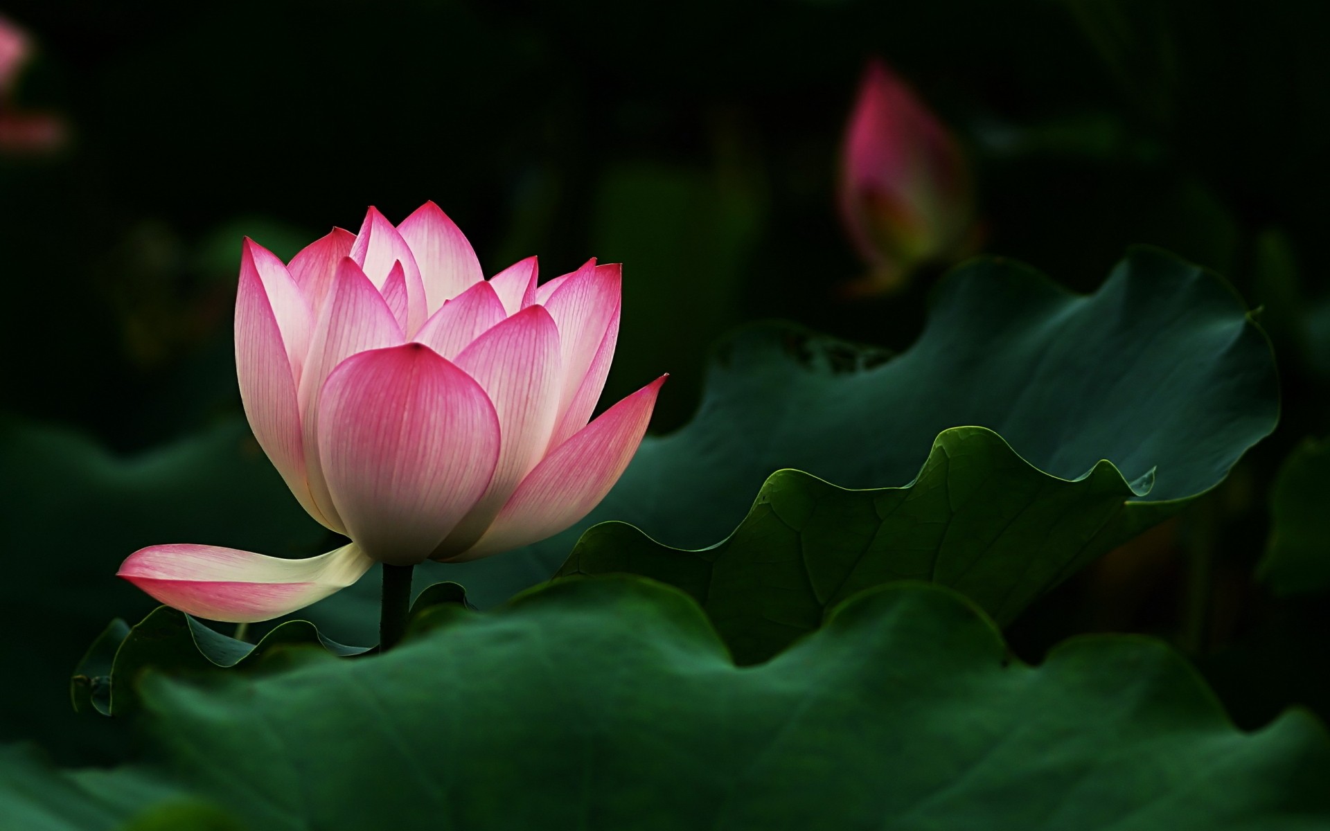 çiçekler lotus flora havuz su yaprak çiçek lily doğa tropikal çiçek açan nilüfer yüzme taçyaprağı bahçe lotus egzotik kutsal yaz zen saf yapraklar pembe