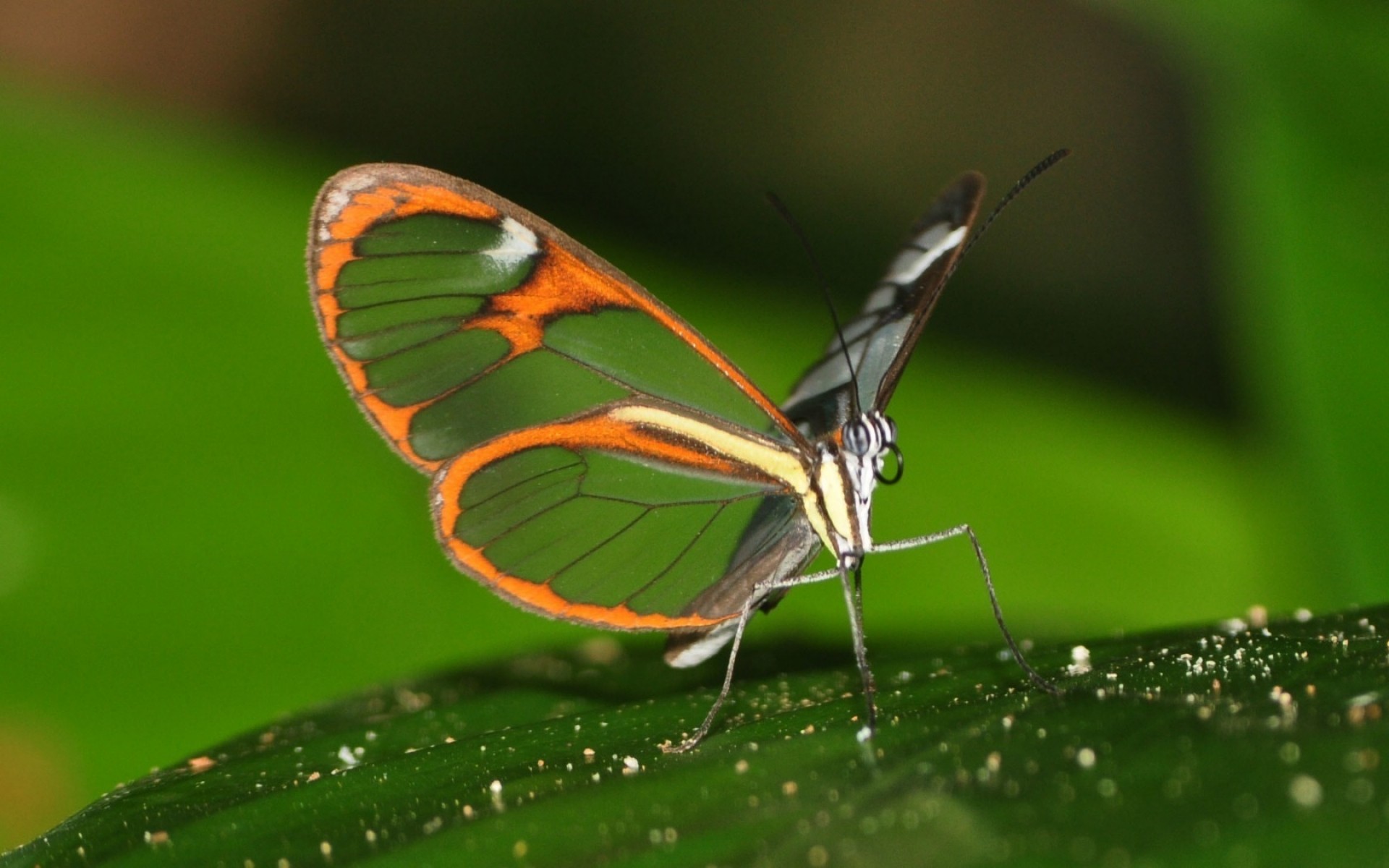 owady owad motyl dzika przyroda natura latać zwierzę skrzydło bezkręgowce ćma antena ogród entomologia liść lato na zewnątrz biologia mało lepidoptera dziki skrzydła