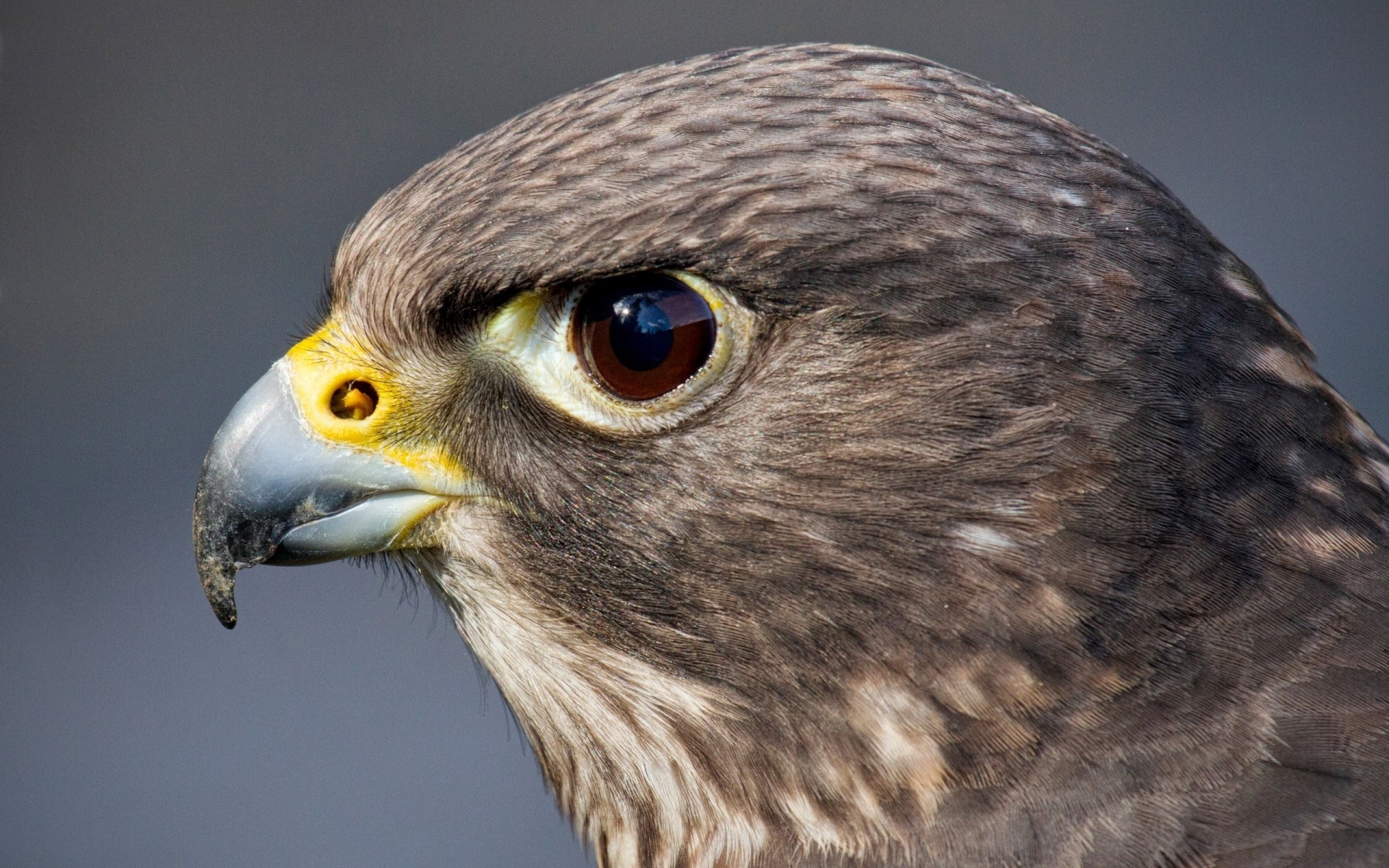 birds of prey bird raptor eagle wildlife hawk owl prey falcon falconry beak animal avian feather eye portrait flight predator hunter bald head