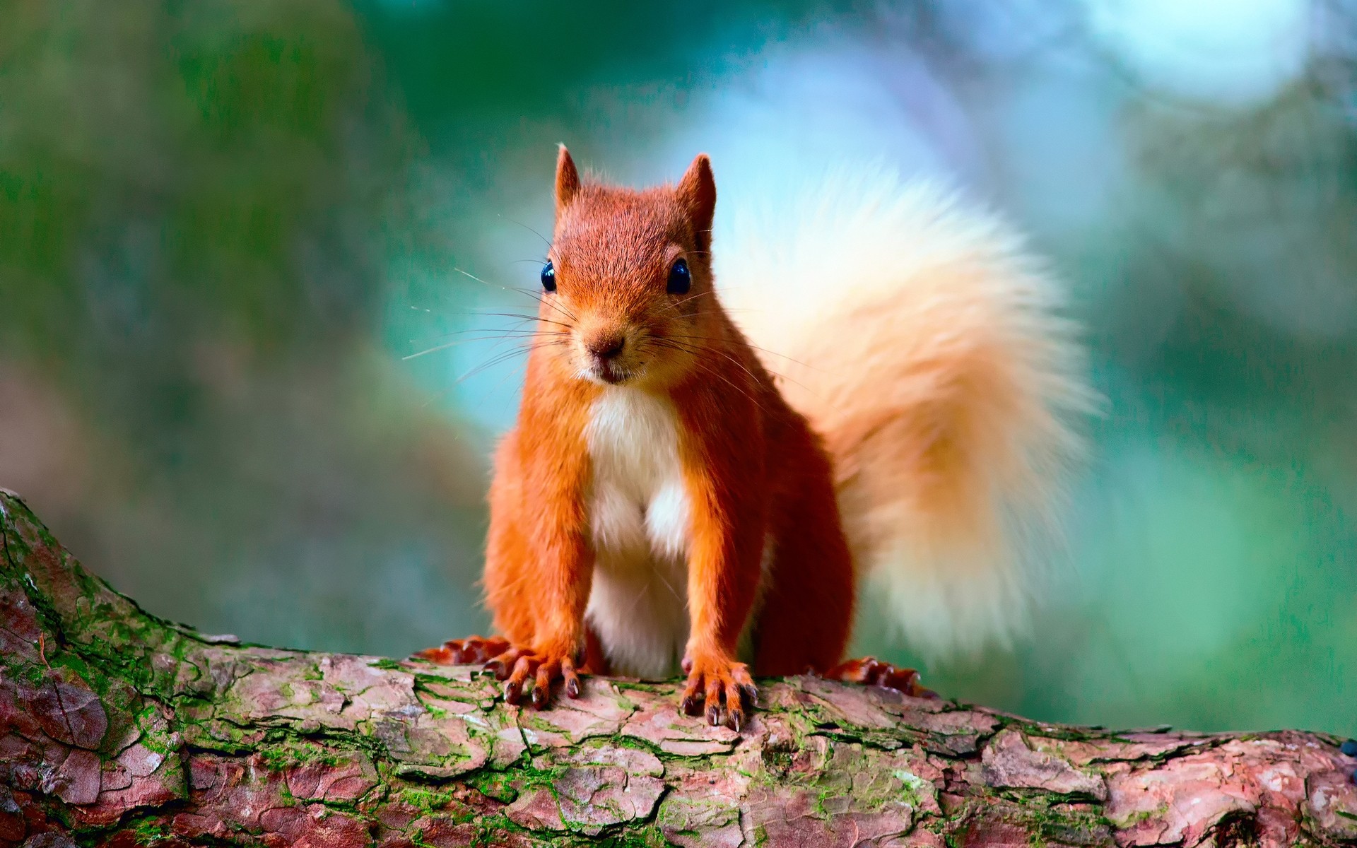 animaux écureuil mammifère la faune nature bois mignon à l extérieur arbre rongeur fourrure animal sauvage portrait écrou