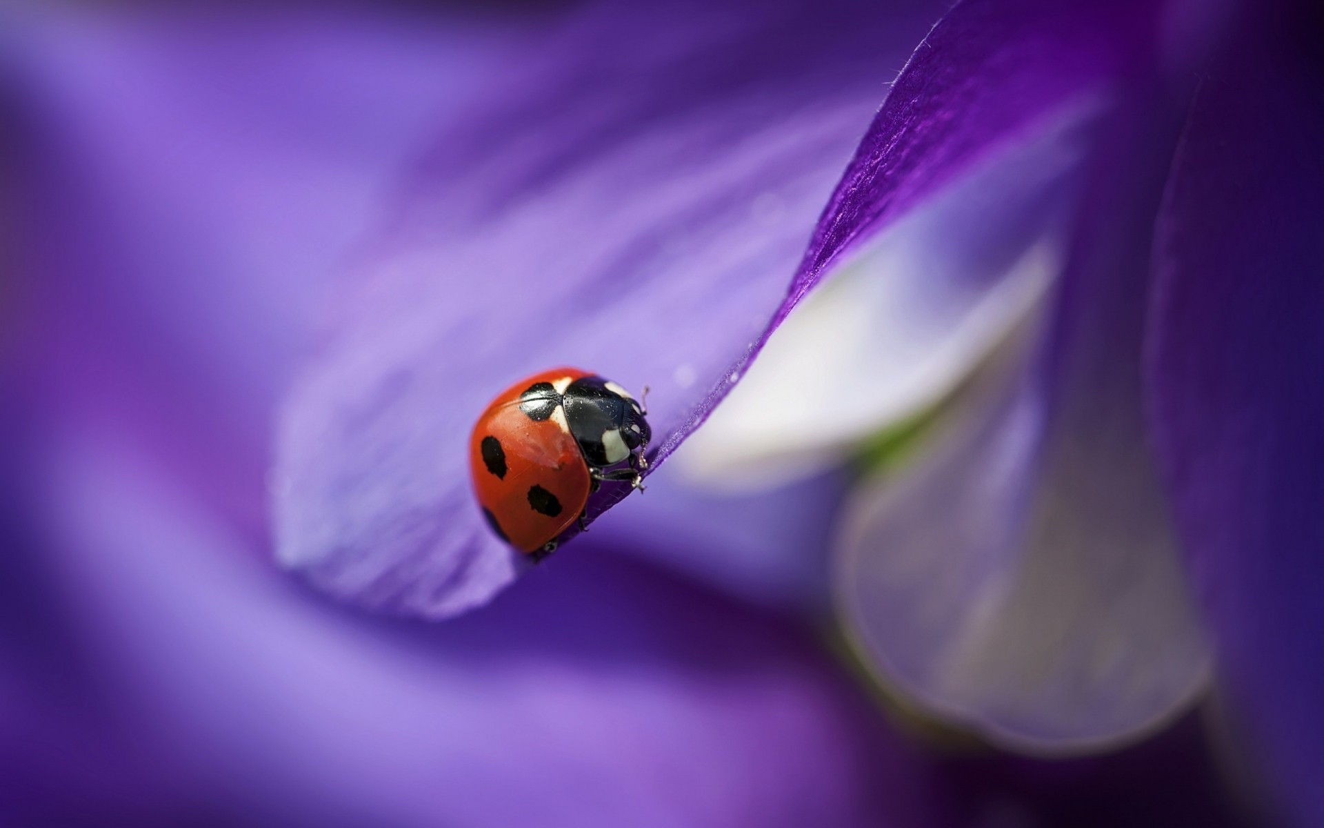 insects nature ladybug insect flower beetle flora summer color bright garden blur leaf biology outdoors