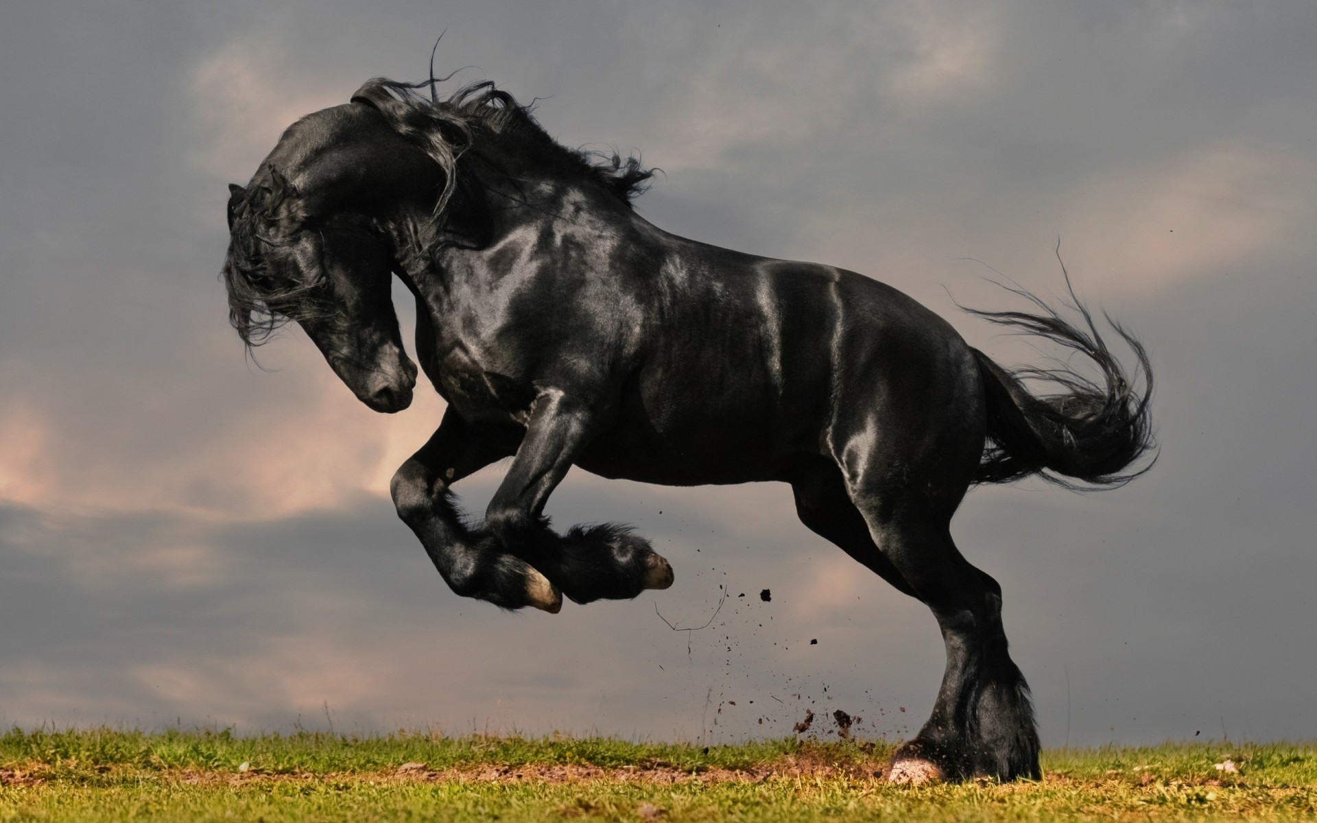 animais mamífero animal cavalaria mare cavalo equestre campo garanhão um cavalo preto