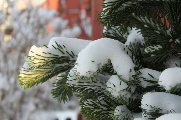 Winterfichten mit Schnee bedeckt