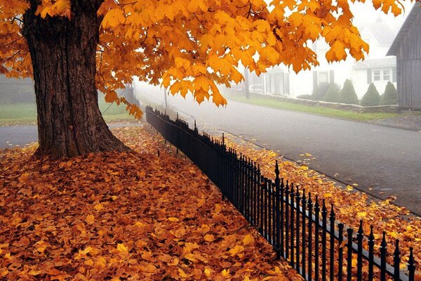 Maple golden autumn in the city center