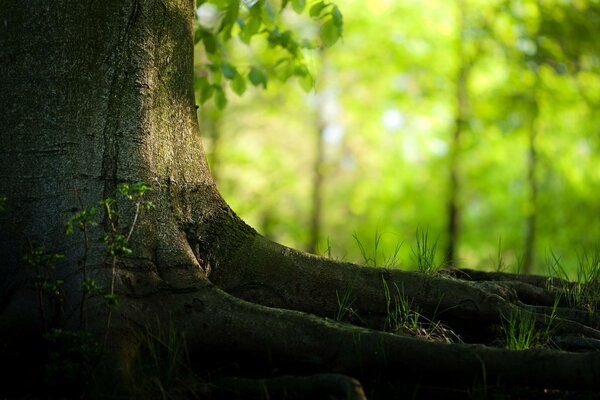 Día de verano en nuestro bosque